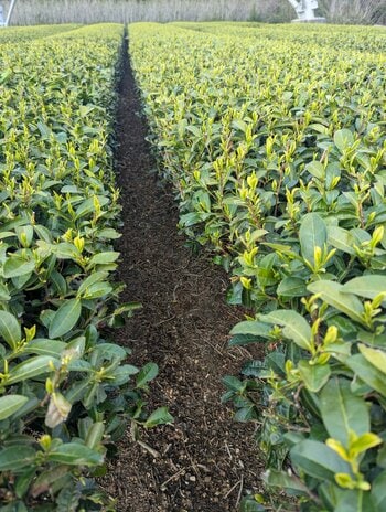 日本一早い露地もの新茶のお茶摘み体験