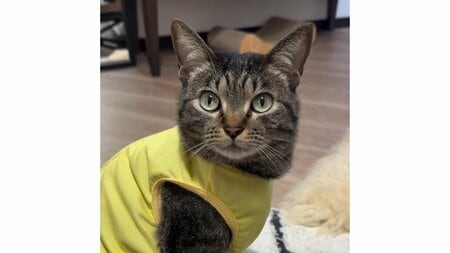 「無垢すぎてヤバい」自分の影に驚く猫の行動に悶絶する人続出！一緒に動く影を不思議そうに見つめる姿も「永遠に見ていられる」【激かわアニマル奇跡の瞬間】