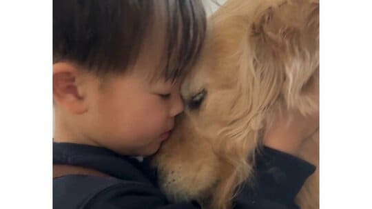 「反則級のかわいさ」4歳男の子とゴールデン・レトリーバーの“モーニングルーティン”に「幸せってこーゆうこと」と癒やされる人が続出！【激かわキッズ＆アニマル奇跡の瞬間】