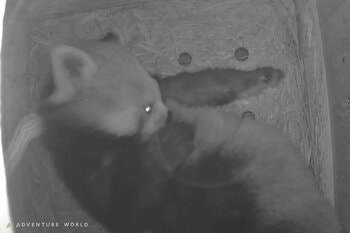 アドベンチャーワールドで８年ぶり、レッサーパンダの妊娠を確認 ～偽妊娠を乗り越え、スタッフと歩んだ１年。新しいいのちへ温かいエールを～