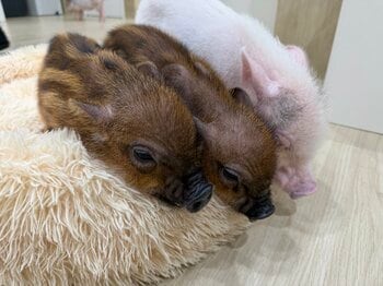 【愛媛・松山】松山初※のマイクロブタカフェ「P・SPO Pig Cafe」が7月3日オープン