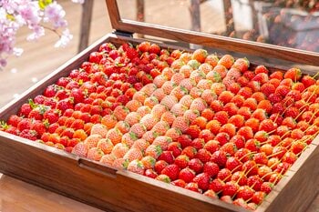 春空テラスでお花見気分　旬のいちごスイーツビュッフェ付きランチが期間限定で登場　いちごのフレンチトーストやいちごチーズケーキも　フィルムに残すいちご食べ比べ体験