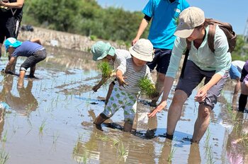 田植えしながら生き物調査　さいたま市岩槻区で生産者に教わる米作り〔埼玉〕