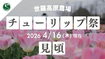 【広島／世羅】チューリップが見ごろを迎えています　チューリップ祭《世羅高原農場》