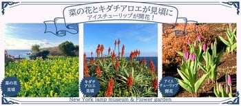 「アイスチューリップ」が開花！「菜の花」と「キダチアロエ」が見頃に！