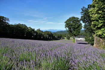 ペット同伴で楽しむ高原の涼　たんばらラベンダーパーク 6 月 27 日より 2026 年度営業開始