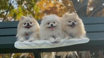 「もふもふ勢揃いで笑える」ポメラニアン三姉妹の見事なシンクロ姿が話題 同じ体勢で寝転ぶ光景に「かわいいのコピペ？」【激かわアニマル奇跡の瞬間】