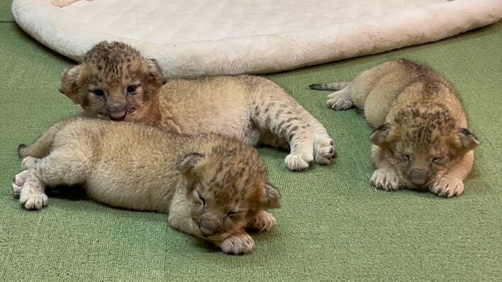 3頭の赤ちゃんライオンが誕生 追いかけっこなど、じゃれ合う姿がかわい