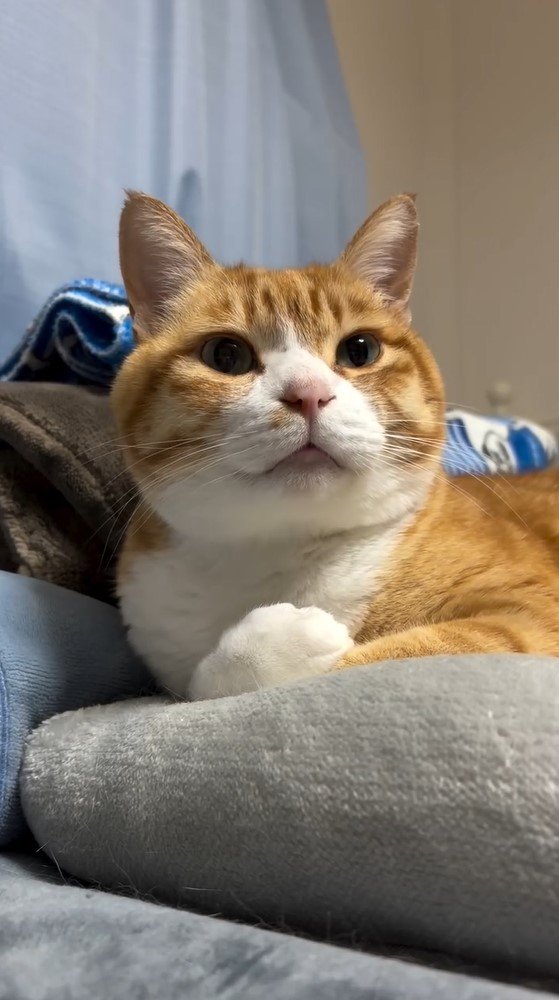添い寝がほぼ人間な“魔性の猫”が話題！密着して気持ちよさそうに眠る姿