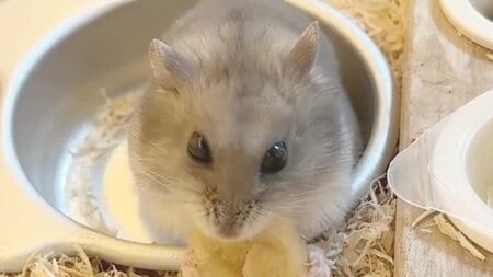 「所作が美しい」ハムスターが見せた“お嬢さま飲み”に反響！小さなお手々を使った優雅な“上級マナー”披露姿に「ベルサイユハム」【激かわアニマル奇跡の瞬間】