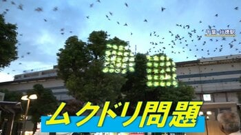 【異変も】猛暑で長期化か ムクドリ大群の大合唱にふん害…そんな中“秘密兵器”も登場！　その効果は？