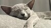「よし転生完了」ソファでくつろぐ猫のまさかの“人間味あるしぐさ”に大反響！理由不明の“ニャッツポーズ”決める姿にツッコむ人続出【激かわアニマル奇跡の瞬間】