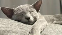 「よし転生完了」ソファでくつろぐ猫のまさかの“人間味あるしぐさ”に大反響！理由不明の“ニャッツポーズ”決める姿にツッコむ人続出【激かわアニマル奇跡の瞬間】