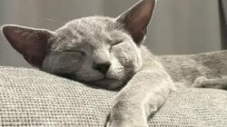 「よし転生完了」ソファでくつろぐ猫のまさかの“人間味あるしぐさ”に大反響！理由不明の“ニャッツポーズ”決める姿にツッコむ人続出【激かわアニマル奇跡の瞬間】