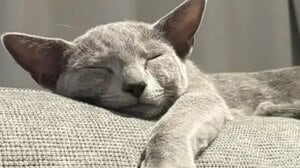 「よし転生完了」ソファでくつろぐ猫のまさかの“人間味あるしぐさ”に大反響！理由不明の“ニャッツポーズ”決める姿にツッコむ人続出【激かわアニマル奇跡の瞬間】