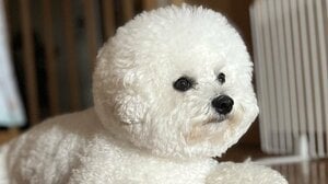 “モップ機能つき生ルンバ”なわんこがキュートすぎる！一生懸命お掃除する“高性能”ぶりに「我が家にも欲しい」【激かわアニマル奇跡の瞬間】