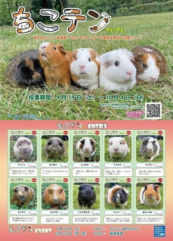 【智光山公園】推しテンジクネズミは誰だ！？ 100頭以上の頂点を決める熱き戦い、智光山公園こども動物園「第4回 ちこテン総選挙」投票は明後日2026年10月4日(日)まで