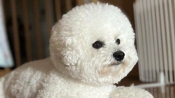 “モップ機能つき生ルンバ”なわんこがキュートすぎる！一生懸命お掃除する“高性能”ぶりに「我が家にも欲しい」【激かわアニマル奇跡の瞬間】