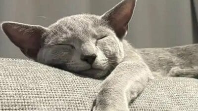 「よし転生完了」ソファでくつろぐ猫のまさかの“人間味あるしぐさ”に大反響！理由不明の“ニャッツポーズ”決める姿にツッコむ人続出【激かわアニマル奇跡の瞬間】