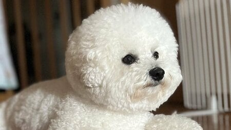 “モップ機能つき生ルンバ”なわんこがキュートすぎる！一生懸命お掃除する“高性能”ぶりに「我が家にも欲しい」【激かわアニマル奇跡の瞬間】