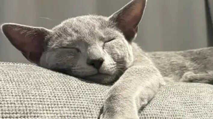 「よし転生完了」ソファでくつろぐ猫のまさかの“人間味あるしぐさ”に大反響！理由不明の“ニャッツポーズ”決める姿にツッコむ人続出【激かわアニマル奇跡の瞬間】