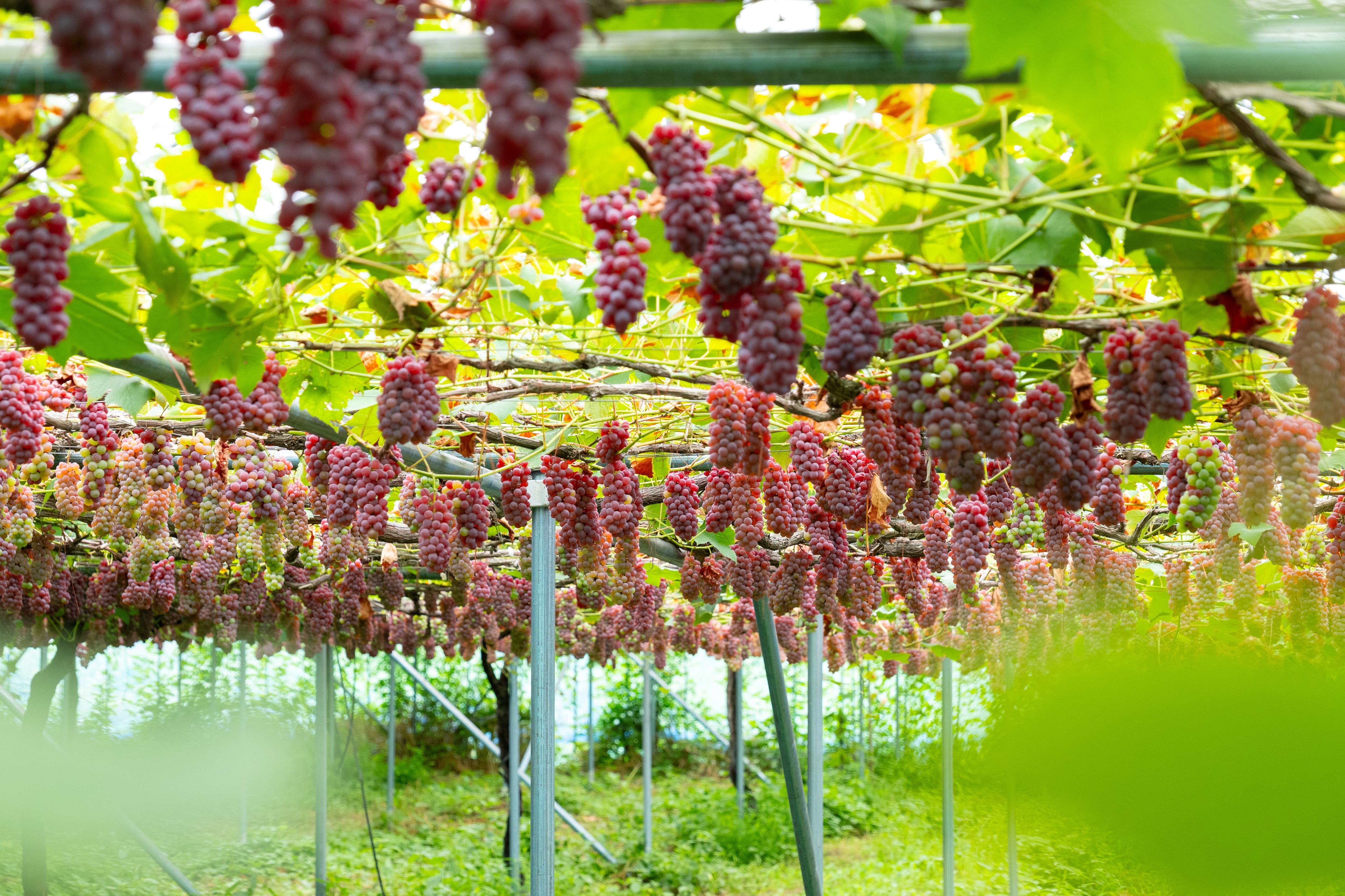 山形発、ぶどう農園が“廃棄枝”から笑顔をつなぐ。 | めざまし