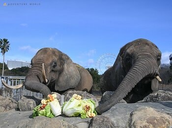 アフリカゾウへ手作り恵方巻をプレゼント！節分特別イベントを開催しました