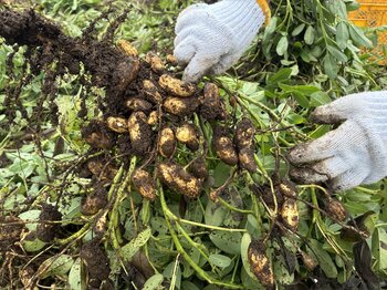【コープみらい】「落花生の魅力」をまるごと味わう3回企画の最終回を印西市で開催。10組21人が参加
