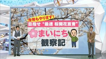 桜の開花＆見頃はいつ？入学式まで咲いている？天達が詳しく解説！目指せ“最速桜開花宣言”【まいにち観察記】