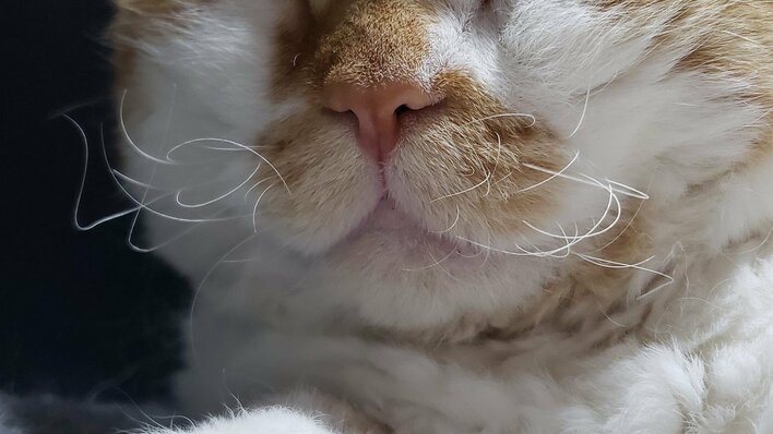 おひげが筆記体やん」雨の日のにゃんこの“ひげ”が大暴れ！？くつろぎ