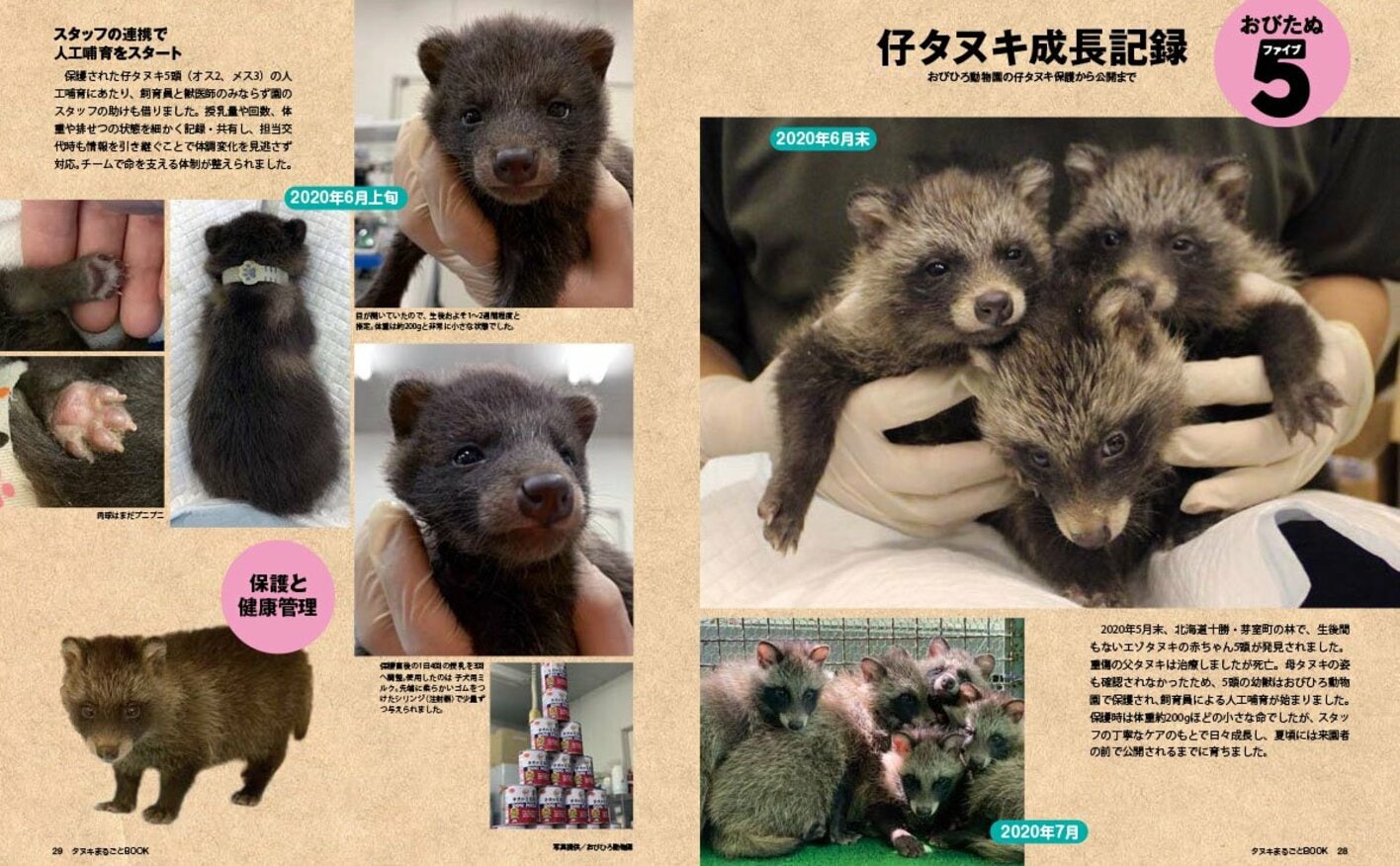 もふもふ感がたまらない 注目度上昇中のタヌキを徹底解剖!生態から全国の動物園まで網羅した『タヌキまるごとBOOK』が5月1日に発売 ...