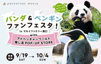 パンダ＆ペンギンの「推し活」を楽しむPOP-UP STOREイベント「パンダ＆ペンギンファンフェスタ！in マルイファミリー溝口 with アドベンチャーワールド推し活POP-UP STORE」開催！
