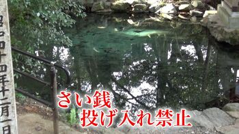 「さい銭投げないで！」泉龍木で有名な泉神社が注意喚起… “平成の名水百選”の水質悪化を懸念