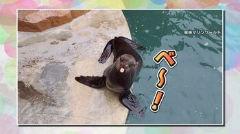 【世界初発見】人間の言葉がわかる“天才トド”ハマちゃん 「ベー」「1回転」人の動きをまねも！その能力を生検証