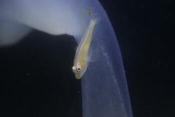 【沖縄美ら海水族館】黄金に輝く!?小さな珍魚日本初記録種「クガニウミタケハゼ」を展示