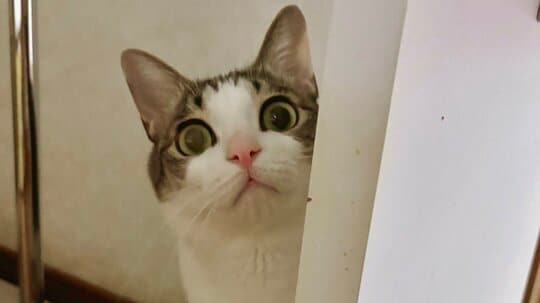 「盗んだはずのチュールが…消えた！？」食いしん坊にゃんこの悲劇を捉えた動画が「面白すぎる」「可愛くて何度も見ちゃう」と話題【激かわアニマル奇跡の瞬間 年末スペシャル にゃんこ一気見せ！】