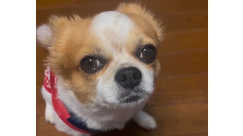 お邪魔しまーす」チワワの和室の入り方が「完全に人間」と話題！クセ強