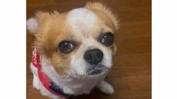 「お邪魔しまーす」チワワの和室の入り方が「完全に人間」と話題！クセ強な動きに目が離せない【激かわアニマル奇跡の瞬間】