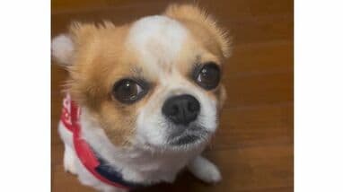 お邪魔しまーす」チワワの和室の入り方が「完全に人間」と話題！クセ強