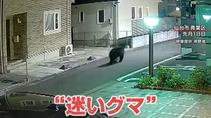 【緊急取材】仙台市内でクマ出没相次ぐ…今できる対策は？専門家｢地形的に“迷いグマ”｣全国のクマ出没件数が先月の約3倍に 