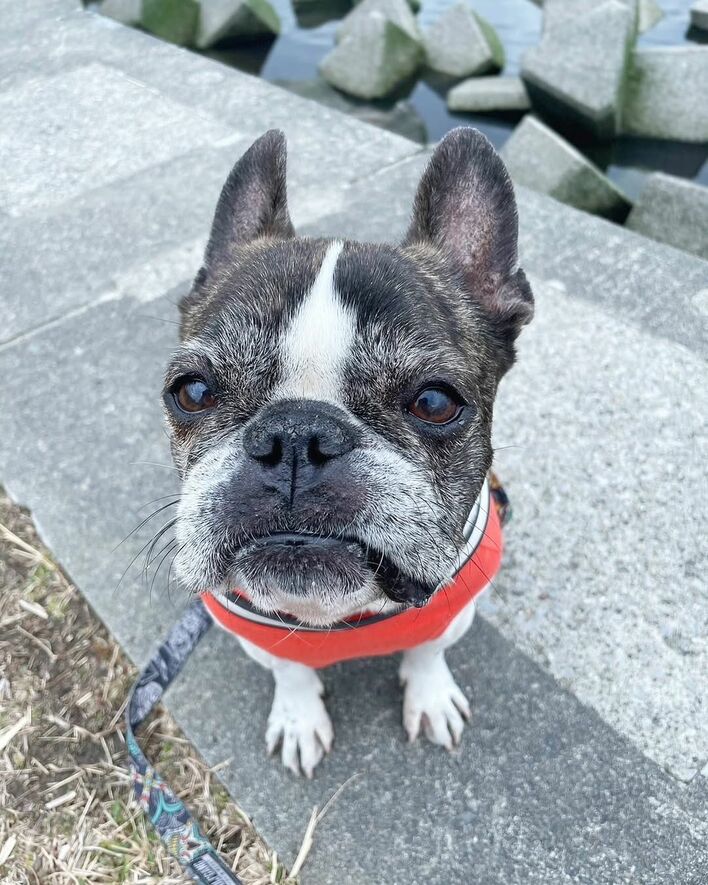 あげへんのかい！笑」赤ちゃんに遊ばれるフレンチ・ブルドッグに思わず