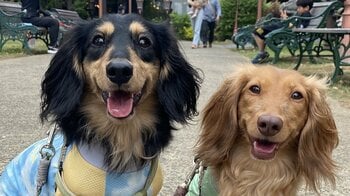 “犬生で一番のケンカ”が話題！2匹のダックスが真剣におやつを奪い合う譲れない戦いに「大爆笑した」「一番がこれなら平和」【激かわアニマル奇跡の瞬間】