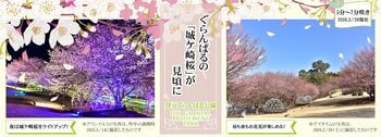 地元が愛する「城ケ崎桜(じょうがさきざくら)」が見頃に！