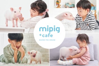 累計来場者数200万人突破！マイクロブタカフェ『mipig cafe』／神戸初出店・22号店が神戸三宮に12月中旬オープン予定