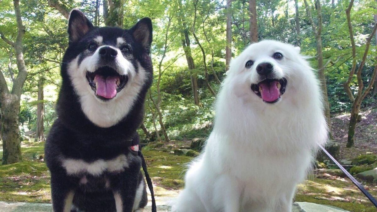 ズボッと足ピーン！”雪にぶっ刺さる衝撃的な柴犬の姿に大反響