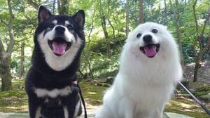 “ズボッと足ピーン！”雪にぶっ刺さる衝撃的な柴犬の姿に大反響！「イッヌは喜びかまくらに刺さる」【激かわアニマル奇跡の瞬間 年末スペシャル 柴犬DAY】