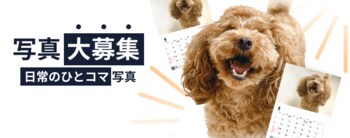 《POCHI》うちの子（犬）の“なんでもない日常のひとコマ”写真大募集！
