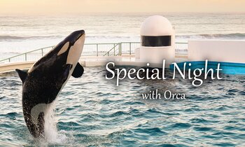 【鴨川シーワールド】閉館後の特別パフォーマンス 『Special(スペシャル) Night(ナイト) with(ウィズ) Orca(オルカ)』開催決定！！