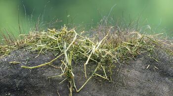 なんだか分かる？「コケが生えた岩」の正体は…富士サファリパークが投稿【激かわアニマル奇跡の瞬間】