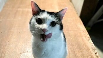 「本当に可愛かった♡」小泉今日子も絶賛『続・続・最後から二番目の恋』登場の猫のオフショ公開！“鎌倉男子”中井貴一＆三浦友和の微笑みショットも